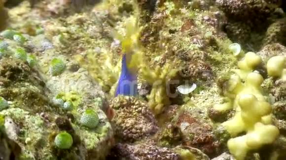 菲律宾野生动物海洋中的蓝色有趣的鱼视频的预览图