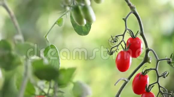 双手触摸樱桃番茄植物控制品质治愈蔬菜园视频的预览图