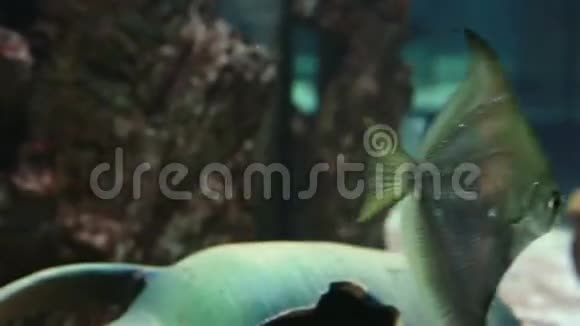 装饰精美的淡水水族馆单足虫科视频的预览图
