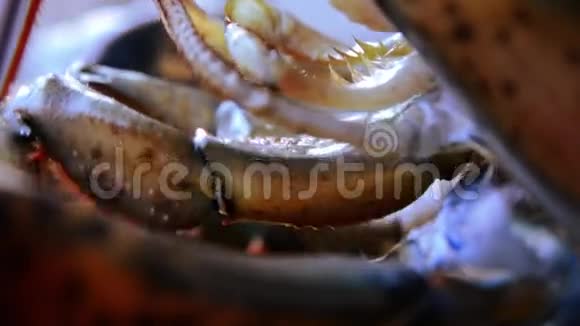 龙虾宏拍视频的预览图