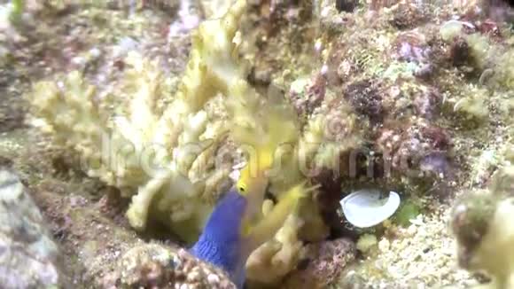 菲律宾野生动物海洋中的蓝色有趣的鱼视频的预览图