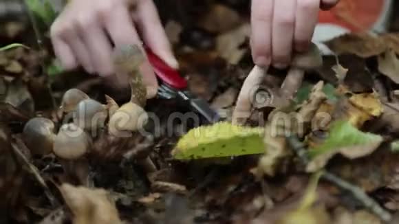 秋天小女孩的手在森林里剪蘑菇特写镜头视频的预览图