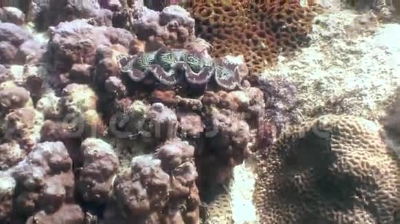 菲律宾野生动物海洋中五颜六色的珊瑚中的鱼视频的预览图