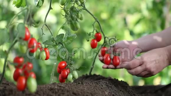 双手触摸樱桃番茄植物控制品质治愈蔬菜园视频的预览图