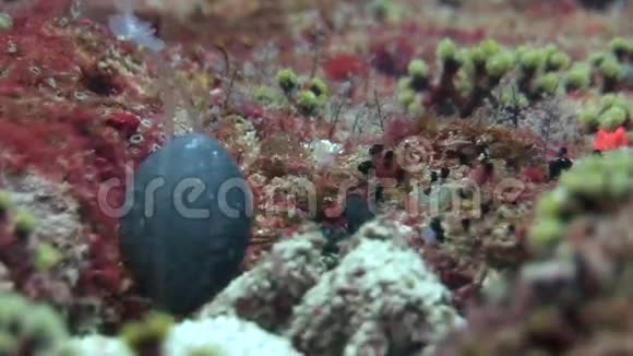 背景上的长矛龙虾海底的五颜六色的珊瑚视频的预览图