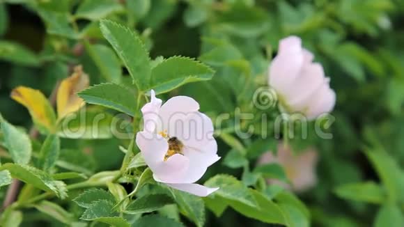 一只蜜蜂从玫瑰花的花粉视频的预览图