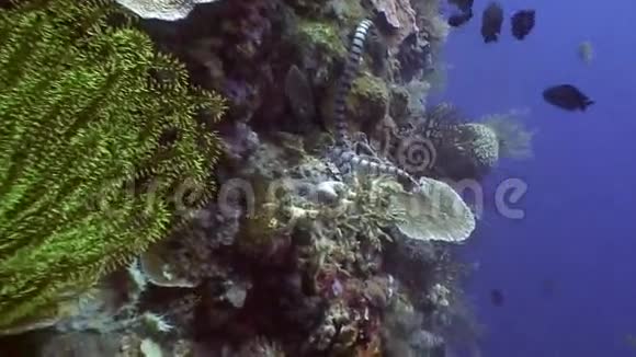 菲律宾野生动物海洋中的海蛇和学校鱼视频的预览图