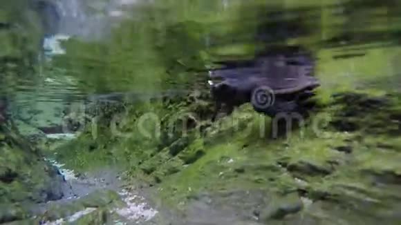 海龟孵化先游视频的预览图