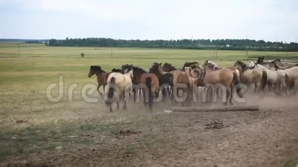 牧场上的一群马视频的预览图