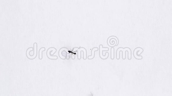 白色背景下的黑蚂蚁视频的预览图