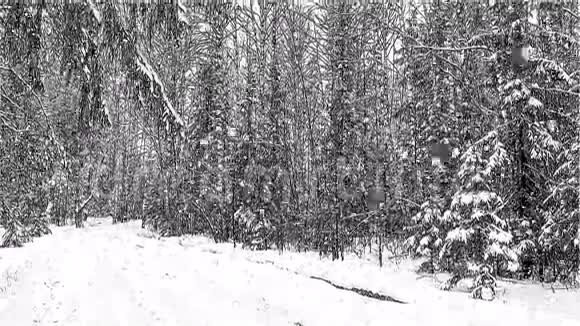 4k冬季森林降雪环视频的预览图