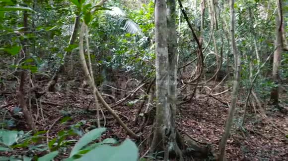 成年摄影师穿过美丽的丛林视频的预览图