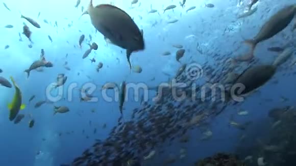 加拉帕戈斯鲨鱼在加拉帕戈斯群岛清洁站视频的预览图