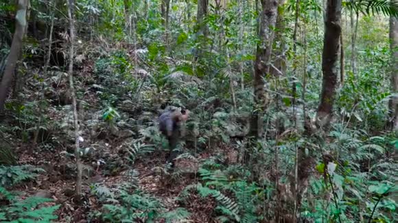 成年摄影师穿过美丽的丛林视频的预览图