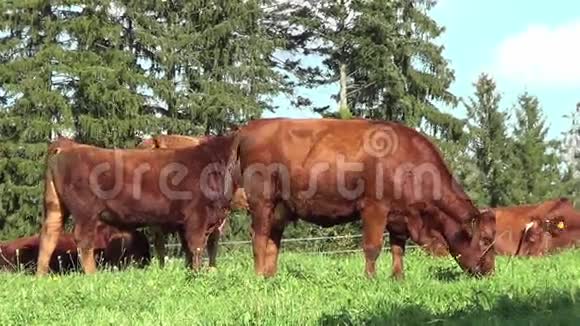 草甸上的牛犊视频的预览图