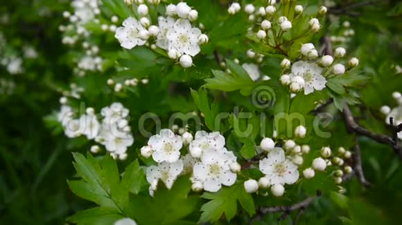 山楂花盛开摇曳生姿绿意盎然龙舌兰白花视频的预览图