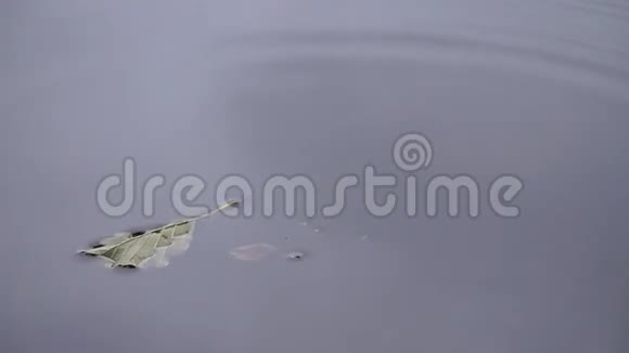 叶子在水上游泳宁静的景色视频的预览图