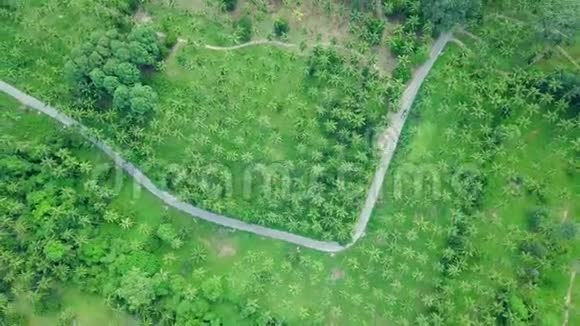 穿过椰棕树种植园的道路鸟瞰图视频的预览图