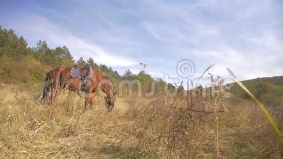美丽的红马被带到山上视频的预览图