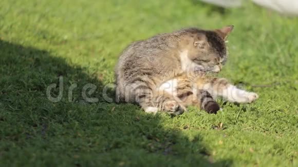 夏天美丽的家猫在绿草中洗皮毛舔舐和放松视频的预览图