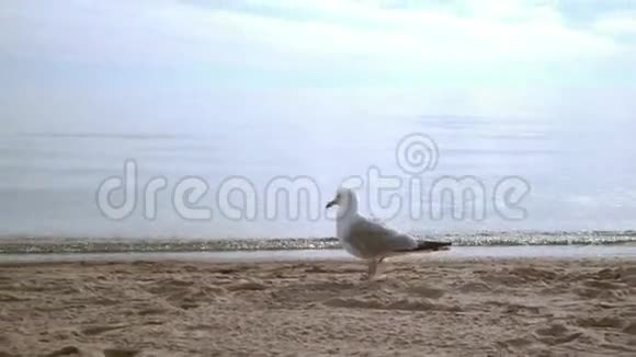 海鸥在沙滩上寻找食物在海边散步的海鸥特写镜头视频的预览图