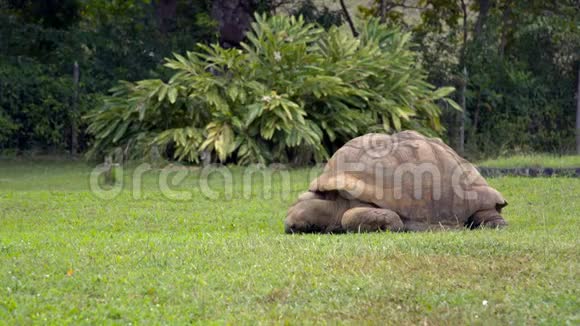 在毛里求斯公园喂草的巨型乌龟视频的预览图