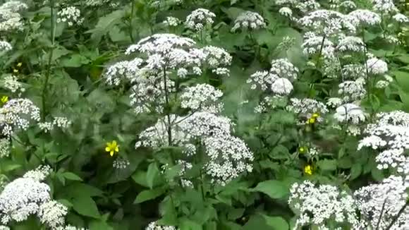 夏季开花的角藻草药用野生植物现场全景移镜头视频的预览图