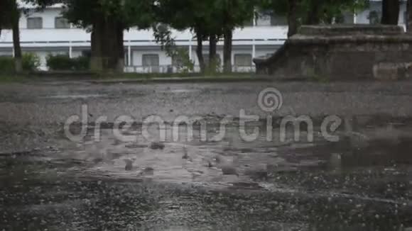 雨夏天公园人行道上的一个水坑视频的预览图