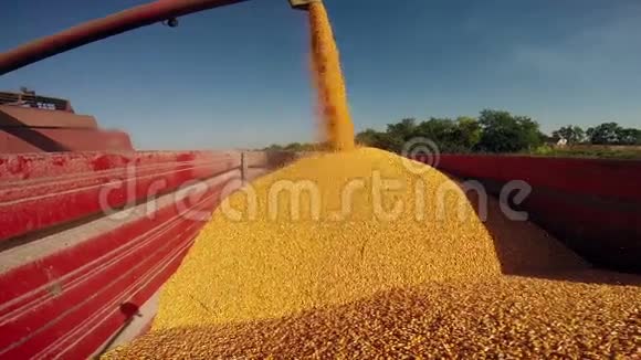 收割后联合收割机倒入玉米种子视频的预览图