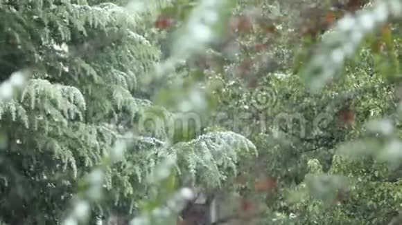 白雪皑皑的冬天雪落在树上视频的预览图