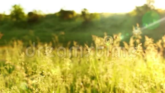 草甸和阳光下的蜘蛛网视频的预览图