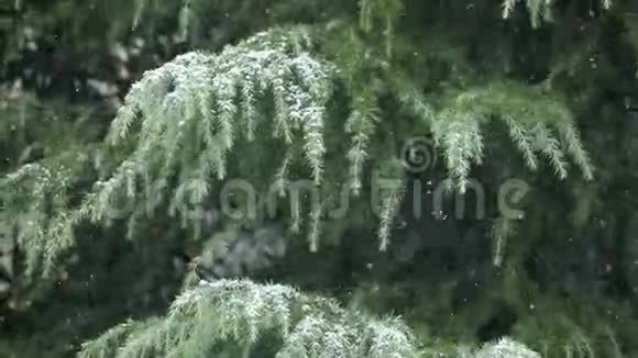 白雪皑皑的冬天雪落在树上视频的预览图