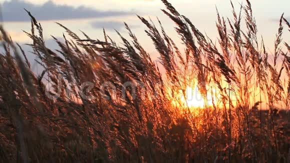 令人惊叹的景色夏天的日落金色的草在黎明的阳光下视频的预览图