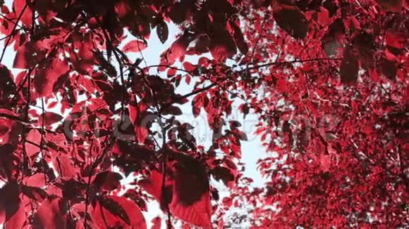 秋天的早晨红叶在风中摇曳视频的预览图