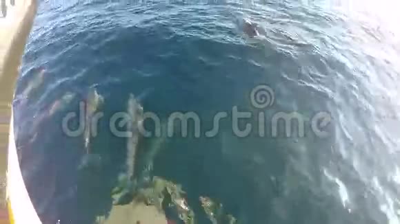 旋转海豚乘船游泳视频的预览图