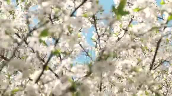 日落时樱花和蓝天花的自然背景视频的预览图