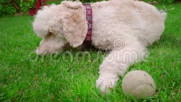 白色狮子狗吃草躺在绿色草坪上的白色小狗特写视频的预览图