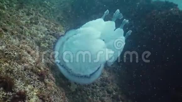 根瘤水母桶状水母在水柱中游动视频的预览图