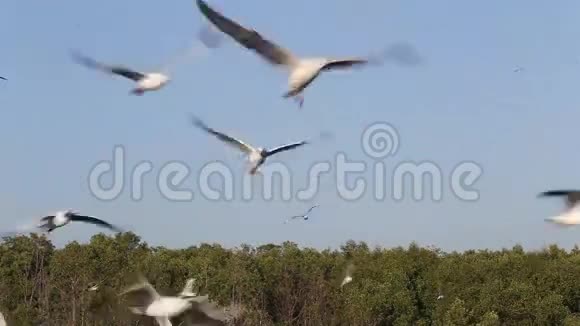 棕头海鸥Larusbrunnicephalus近海飞行视频的预览图