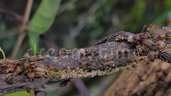 热带雨林白蚁群视频的预览图