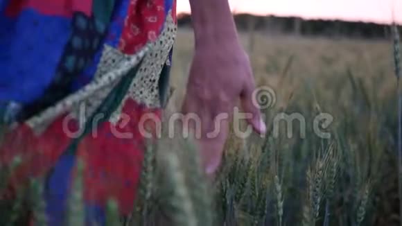 美丽的女孩穿着裙子走过田野在日落时摸着麦穗视频的预览图