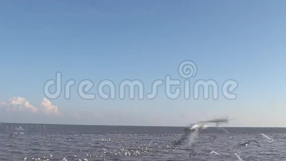 棕头海鸥Larusbrunnicephalus近海飞行视频的预览图