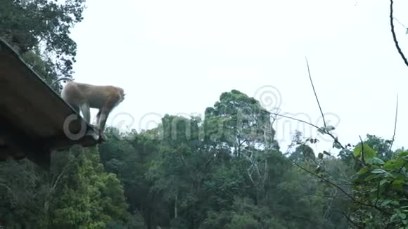 猴子在树枝上跳跃视频的预览图