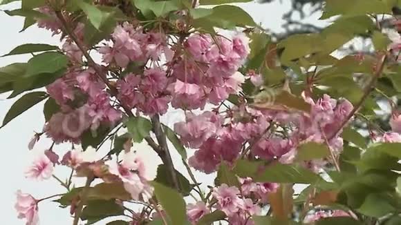 盛开的樱花视频的预览图
