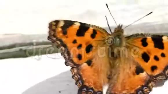 窗台上的蝴蝶视频的预览图