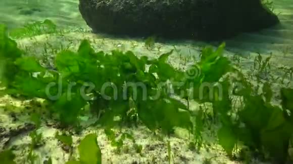 海岸岩石上的海生绿藻杂藻和浒苔视频的预览图