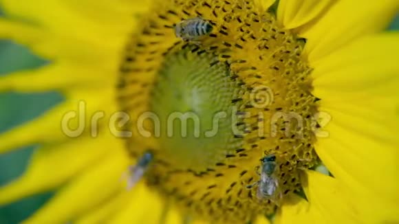 蜜蜂收集花头花粉的细节视频的预览图