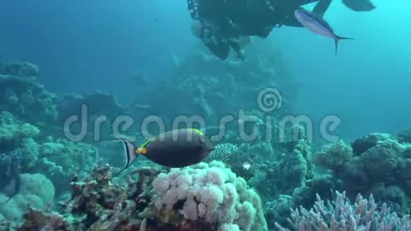 红海中的角鱼视频的预览图