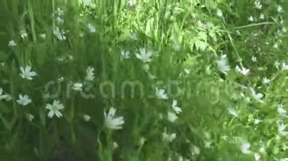 野生黄芩白花迎风摆动春天黄芩属植物是一种开花植物视频的预览图