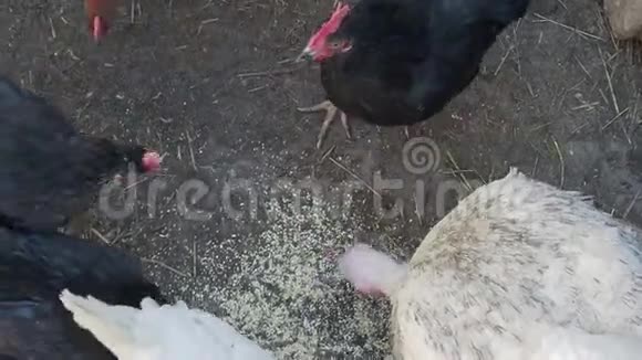 不同颜色的鸡在院子里走来走去吃谷物视频的预览图